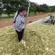 Silage is placed in a bunker at Farm Chokchai in Pak Chong, Thailand. Farm Chokchai is one of the larger dairy producers in Thailand. The operation in Pak Chong places an emphasis on agritourism. Image by Mark Hoffman. Thailand, 2019. 