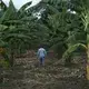 A former FARC guerrilla walks in a banana plantation. This type of crop is part of the productive projects promoted in this ETCR. Image by Fabio Cuttica. Colombia, 2018. 