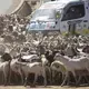 A bus driver tries to nudge through a goat herd along a major road in Nairobi, Kenya. With no access to pasture or feed lots, herders let the goats graze along roadways before being sent to slaughterhouses. Image by Mark Hoffman. Kenya, 2017. 