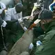 Veterinarians from the Kenya Wildlife Service affix a tracking collar to a tranquilized lion. Image by Immanuel Muasya. Kenya, 2017 