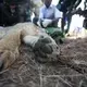 Veterinarians from the Kenya Wildlife Service affix a tracking collar to a tranquilized lion. Image by Immanuel Muasya. Kenya, 2017