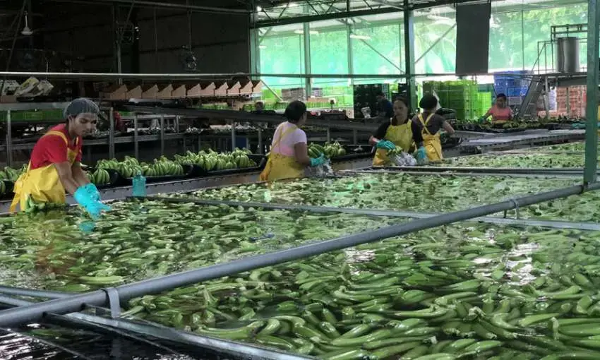 Workers process bananas in baths of pesticide, exposing their skin to pesticide solution. Image by Madison Stewart. Costa Rica, 2019.