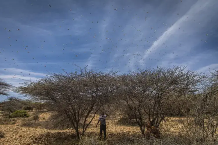 Locusts feed on thorn trees in the Sool region of Somalia. Image by Will Swanson / For The Times. Somalia, 2020.
