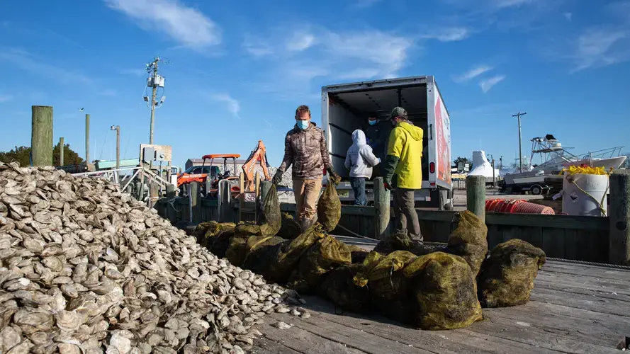 About nine oyster farmers offloaded some 240,000 of unsold, market-size oysters during the Pew buyback at Parsons Seafood in early December. Image by Susan Allen/Supporting Oyster Aquaculture and Restoration (SOAR). United States, 2020.
