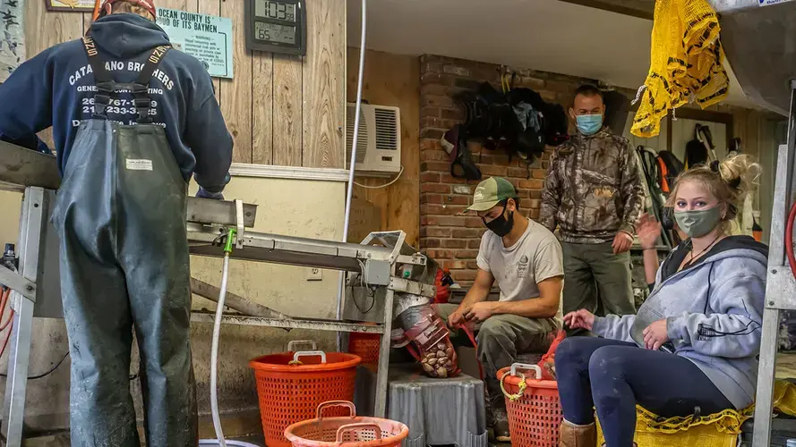 Dale Parsons (at rear), with employees of Parsons Seafood as they pack fresh-caught clams from Barnegat Bay. Clams were the first bivalve mollusk to be grown by aquaculture farmers in the bay. Image by Andrew S. Lewis. United States, 2020.<br />
