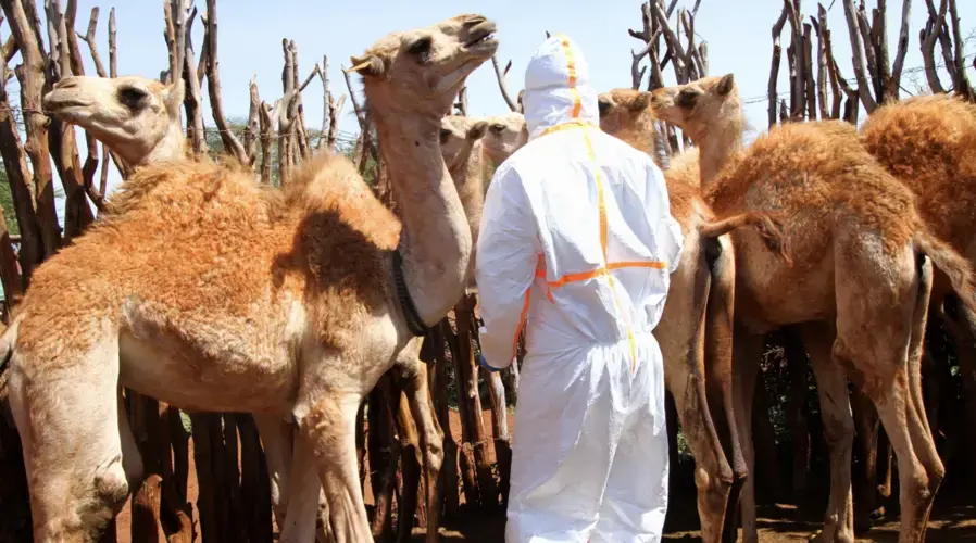 Approaching a camel to take a blood sample or swab requires a degree of caution Image by Jacob Kushner. Kenya, undated.