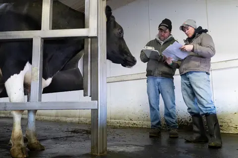 Junior Fedie, left, consults with Becky Adams as they check off cows that have been milked before being loaded on a truck at Adams Dairy Farm in Eleva. The farm, which is being liquidated, has been in her family for 148 years. Twenty-seven livestock trailers were used to move the cattle to a farm in Texas as well as some to a slaughterhouse in Nebraska.