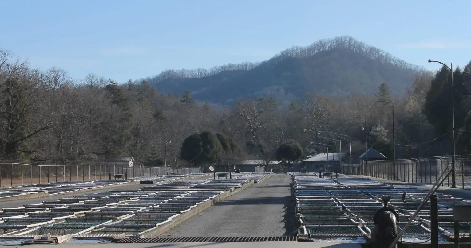 Climate Change Challenges Trout Industry in North Carolina