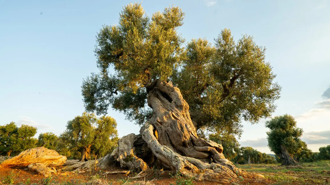 olive tree in sunlight