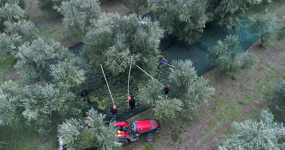 an aerial view as workers tend to olive trees