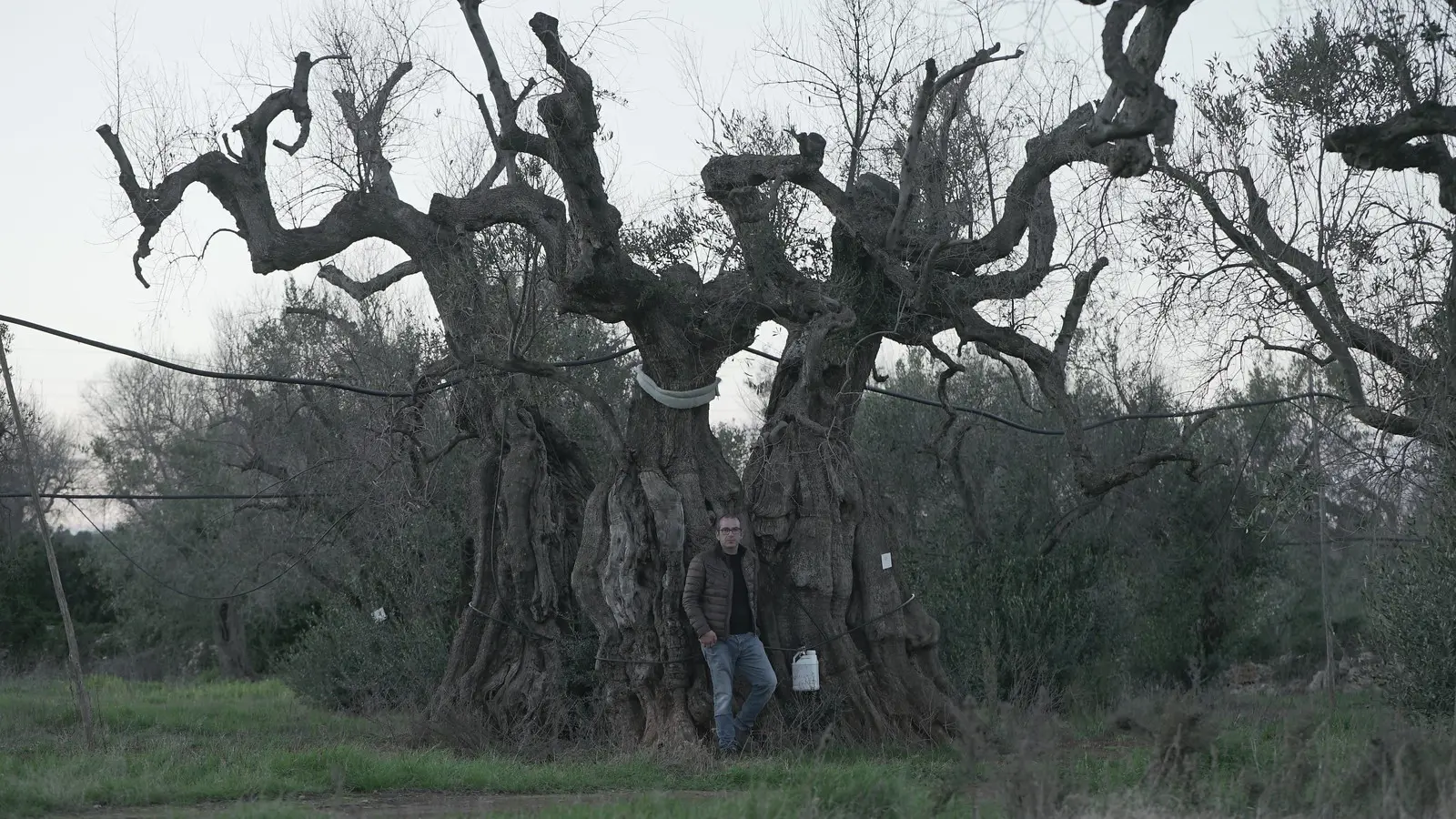 scientist poses in front of a dying olive tree