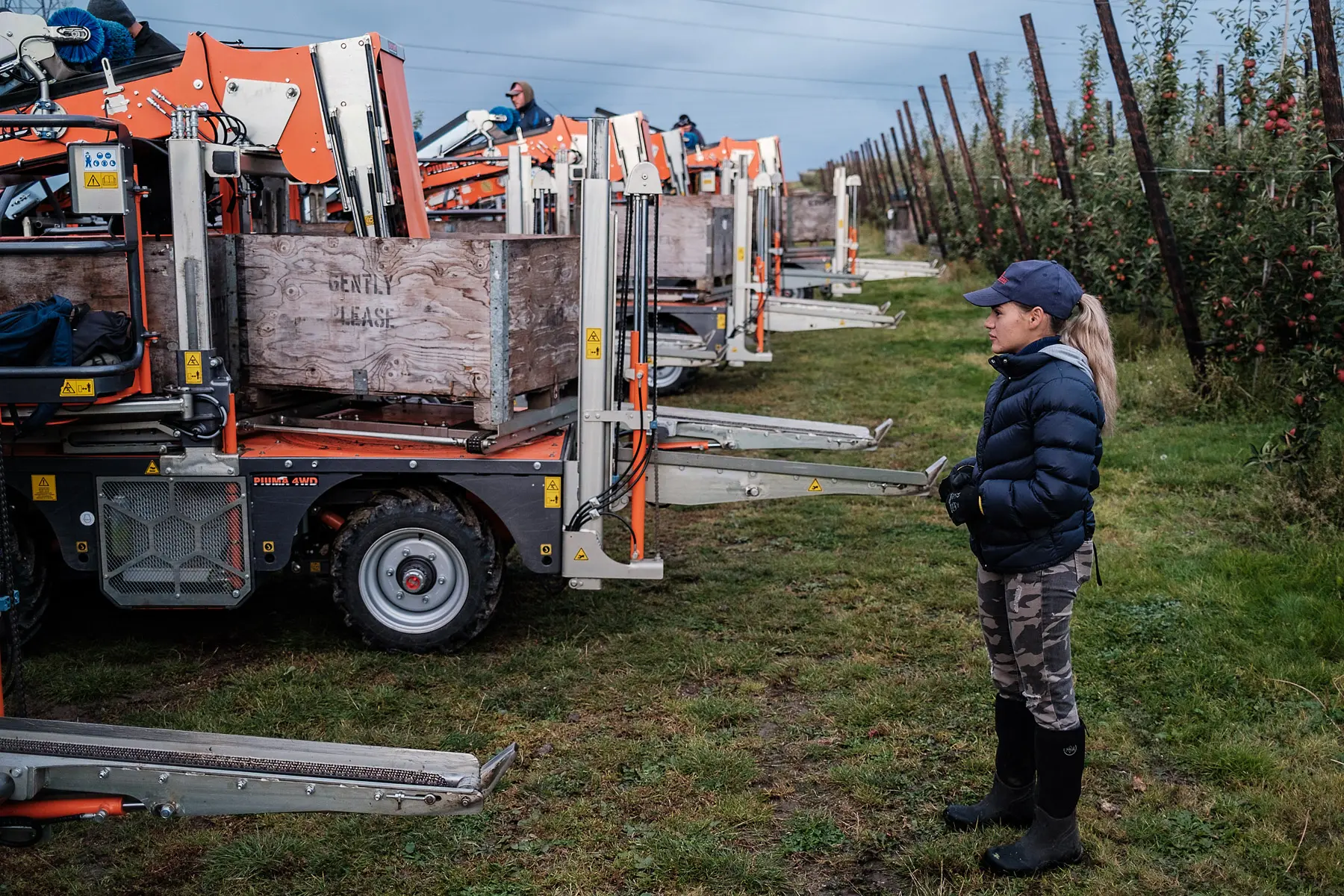 Woman examines a harvesting machine in an apple orchard