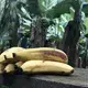 Sustainably grown bananas at Rio Sixaola Plantation in BriBri. Image by Madison Stewart. Costa Rica, 2019.