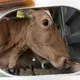 One of the cows sold by Emily and Brandi Harris is shown in a trailer. Image by Mark Hoffman. United States, 2019.